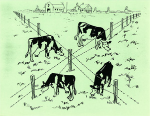Illustration - 4 Cows