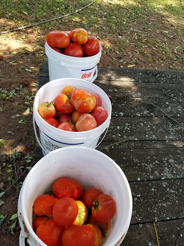rr_Roytomatoes